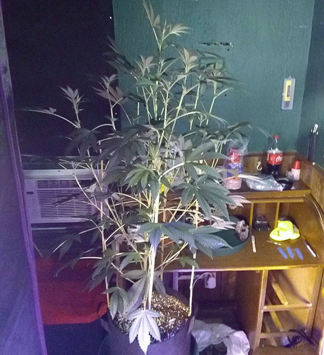 Уход за растениями Vanilla Frosting