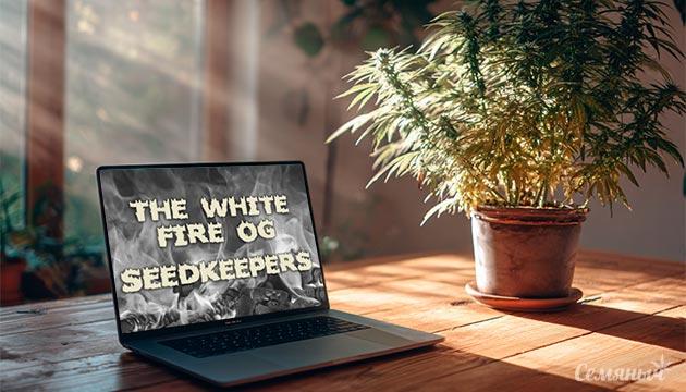 Гроурепорт сорта The White Fire OG от Seedkeepers