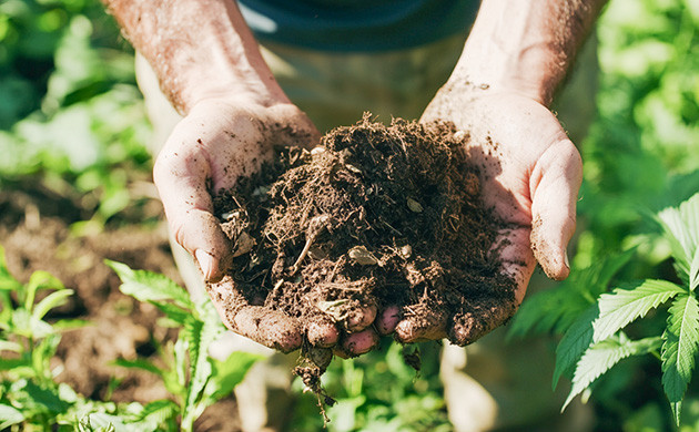 Гумус: органический стимулятор Важность гумуса для конопли