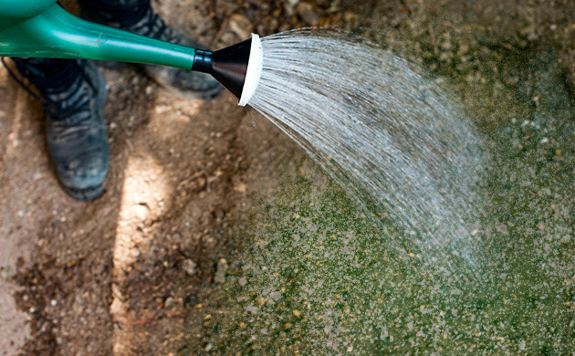 Важность полива при поверхностной подкормке