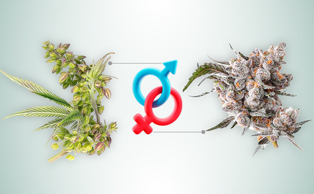 Марихуана: регулярные и феминизированные семена