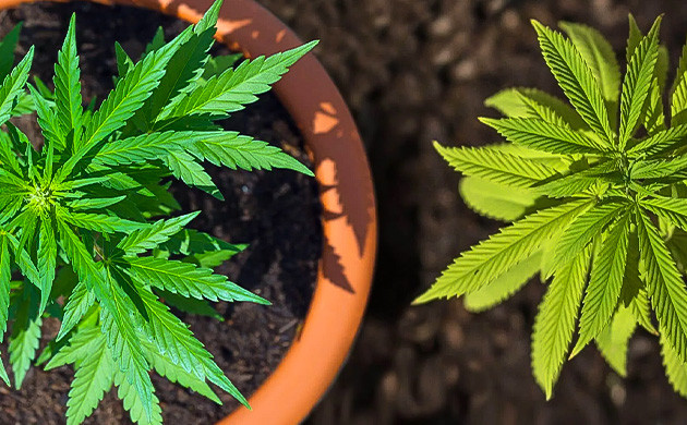 Варианты выращивания каннабиса в аутдоре Обогащение земли перед посадкой растений