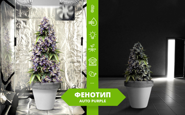 Что такое фенотип Фенотип Auto Purple