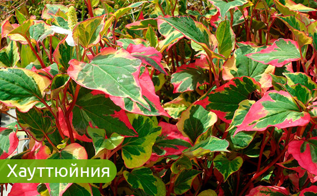 Хауттюйния: яркое украшение сада Хауттюйния: выбор начинающих садоводов