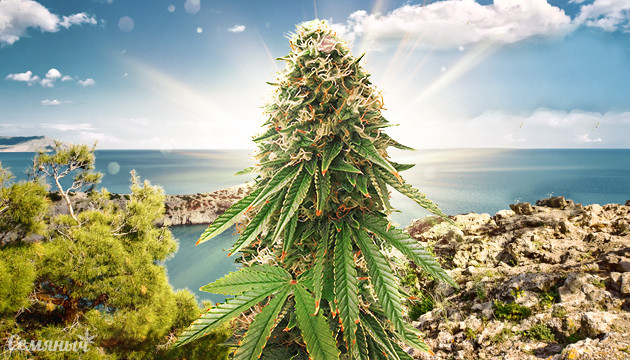 Сатива для юга