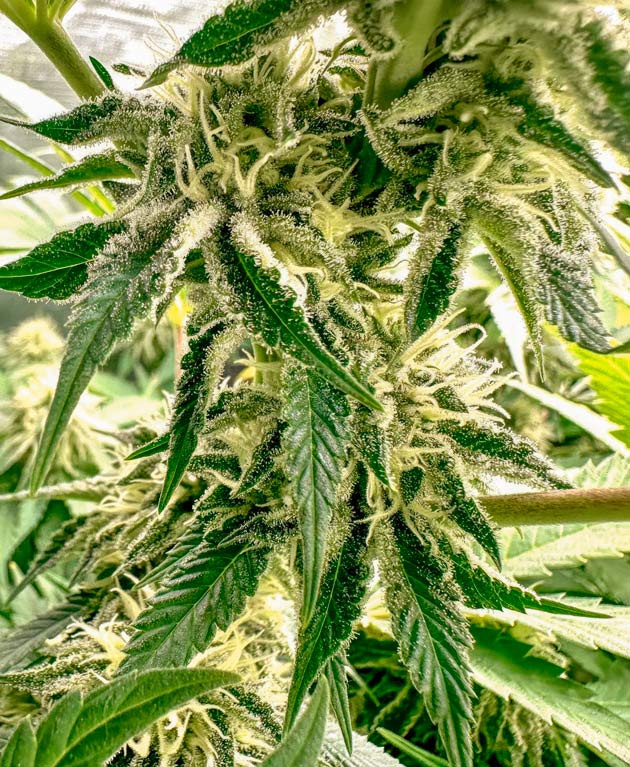 Тепловой ожог каннабиса Цветение конопли сорта Shawty R1