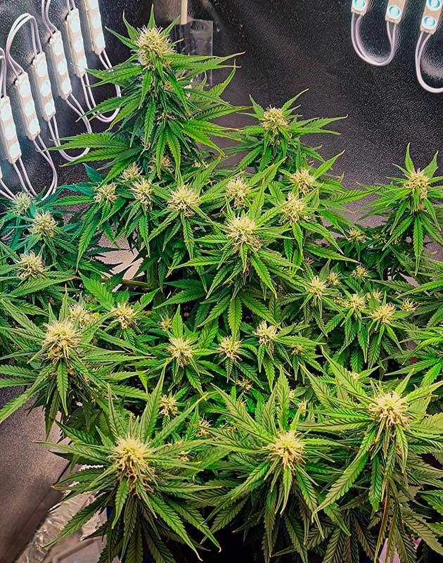 Куст Crystal WW Autoflower от Easy Grow Seeds
