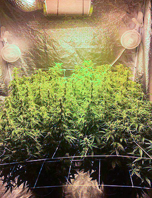 Проверка готовности трихом на шишках Кусты перед харвестом