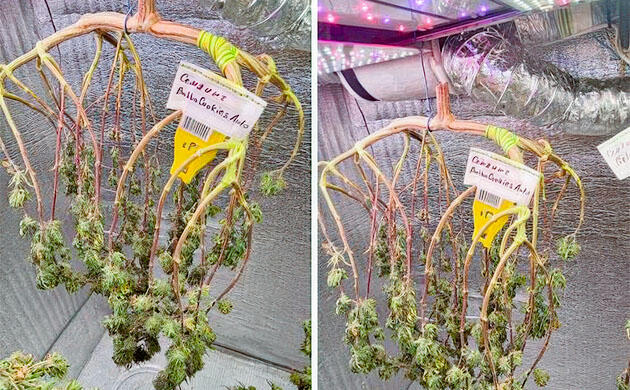 Общие впечатления о грове сорта Bubba Cookies Auto Конопля ростом 92 см