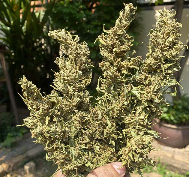 Сбор урожая Golosa от Delicious Seeds Сбор урожая с кустов Голоса