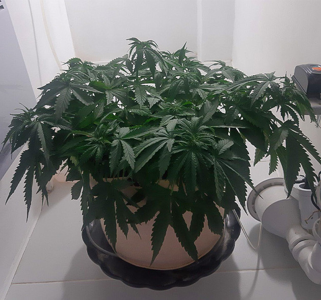 Начало предцвета Critical Orange Punch Auto