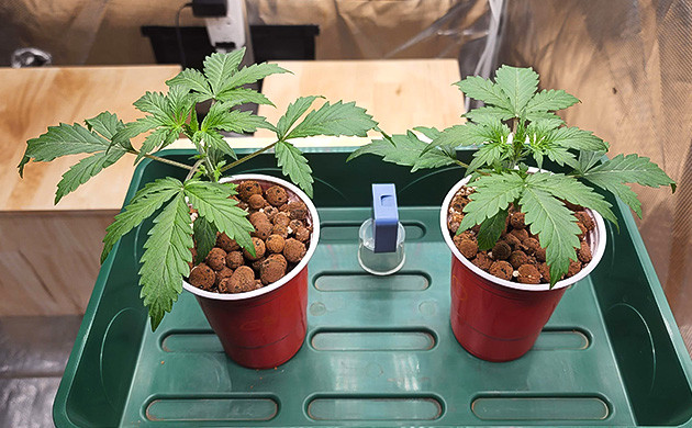 2 ростка CBD Auto 20:1