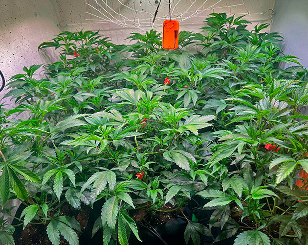 4 неделя выращивания марихуаны