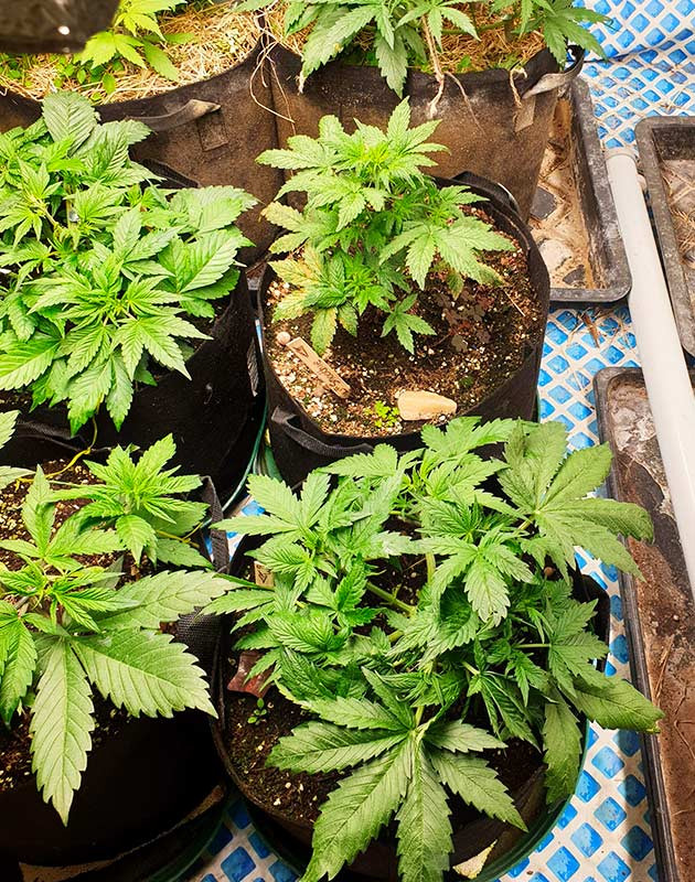 Второй и третий куст​ Smoothie Auto