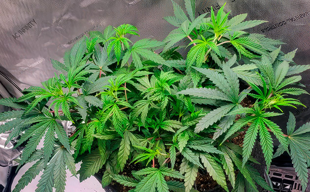 4 неделя роста сорта конопли Humboldt Pound Cake Вегетация каннабиса