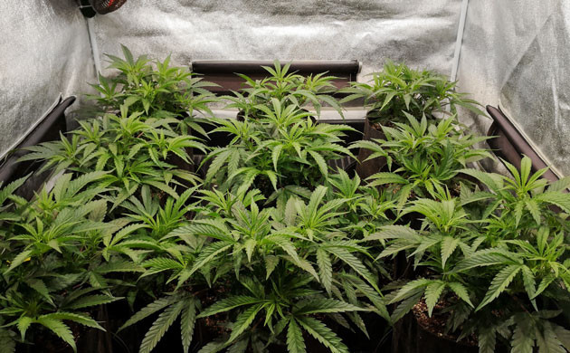 Применение техники LST Девять клонов в гроубоксе