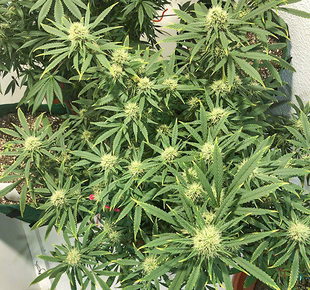 Появление запаха в гроубоксе Световой ожог конопли