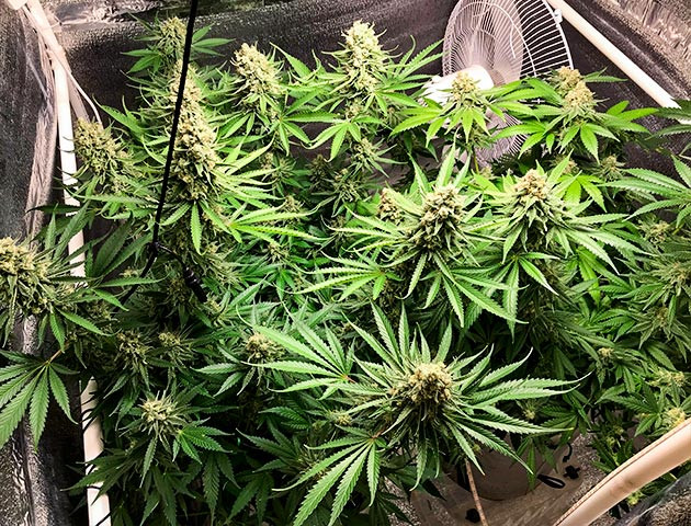 Сбор урожай с куста LSD предхарвест кустов LSD