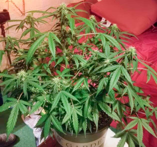 Каннабис на 8 неделе роста