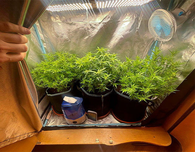 Начало цветения Gorilla Auto Цветение Gorilla Auto в полном разгаре