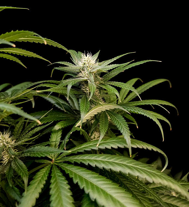 Появление трихом на шишках Куст Tropicana Cookies FF от FastBuds на 11 неделе