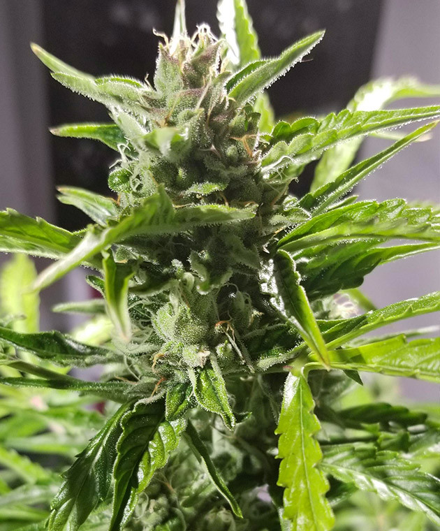 Какое удобрение используют во время цветения марихуаны Стадия цветения марихуаны