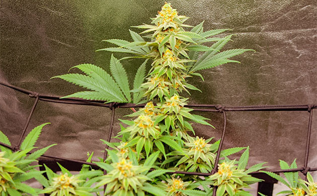 Подготовка к харвесту Sugar Bomb Punch