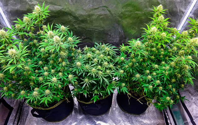 Три куста каннабиса разного размера в разгар цветения