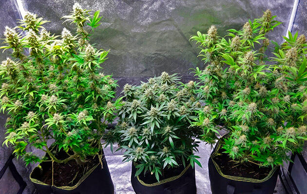 Плотные соцветия каннабиса с мутными и янтарными трихомами