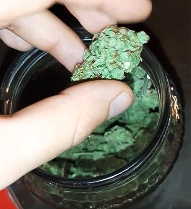 Харвест конопли