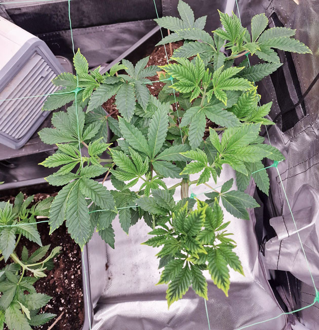 Установка сетки ScrOG