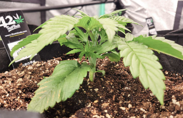 Ztrawberriez Auto и его терпеновый профиль Ztrawberriez Auto дневник по выращиванию