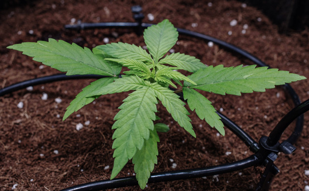 Использование подкормки Root Plus от GHE Сорт конопли Delicious Candy Early Version fem на 3 неделе роста