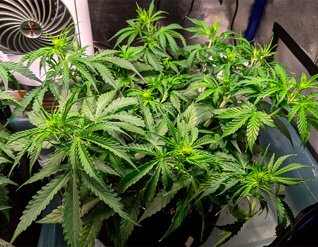 Начало цветения в середине 4 недели Появление точек роста соцветий