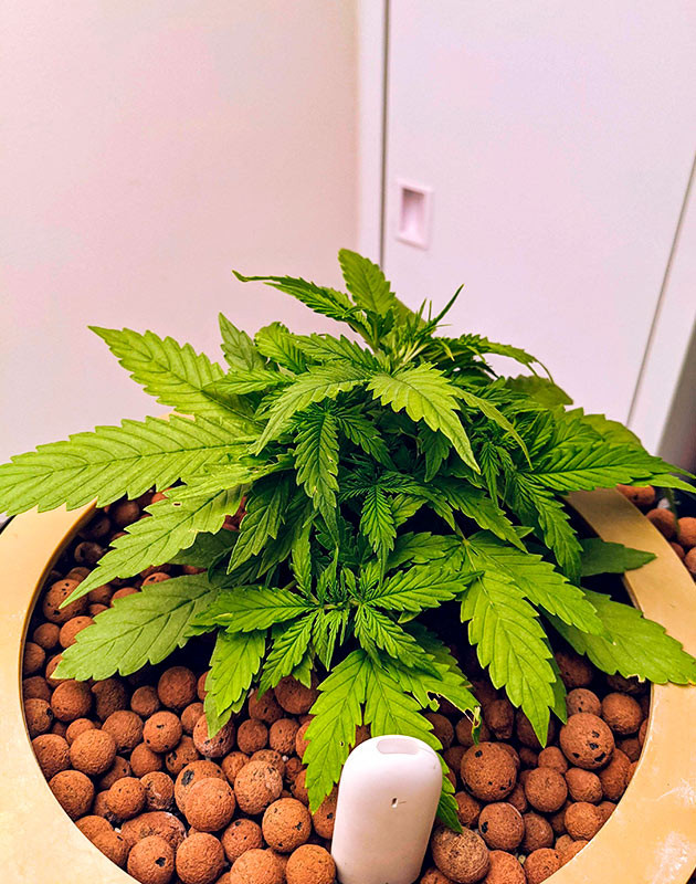 Выращивание куста Gorilla Glue Auto в кокосе Выращивание куста Gorilla Glue Auto в кокосовом субстрате