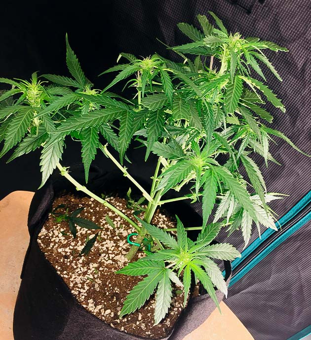 Начало цветения на 5 неделе