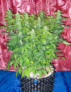 Цветение на 7 неделе выращивания Куст конопли высотой 50 см