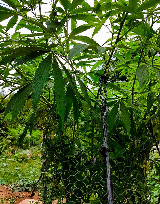 Подготовка куста Runtz Muffin к цветению Тренировка растения Runtz Muffin