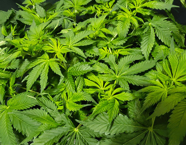 Перевод на цветение растения Glue Sherbert Подготовка куста Glue Sherbert к цветению