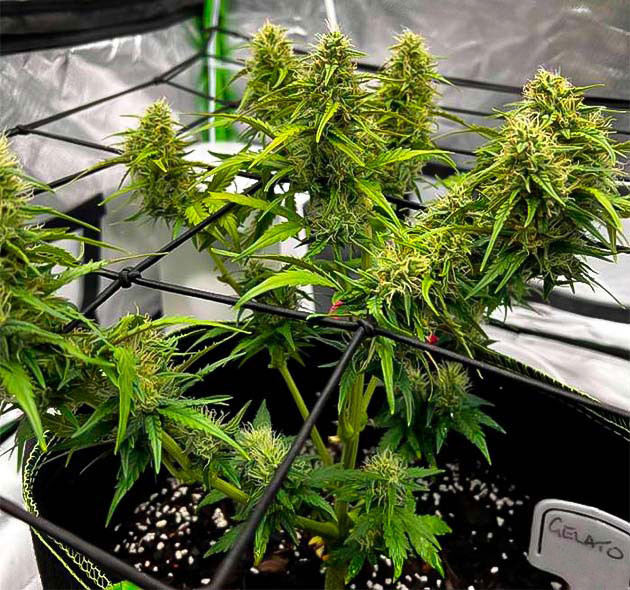 Рост шишек и аромат свежего лимона Куст Gelato от Blimburn Seeds на 7 неделе