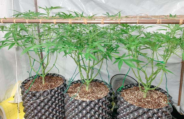 Кусты Gorilla Auto от сидбанка Семяныч на 8 неделе