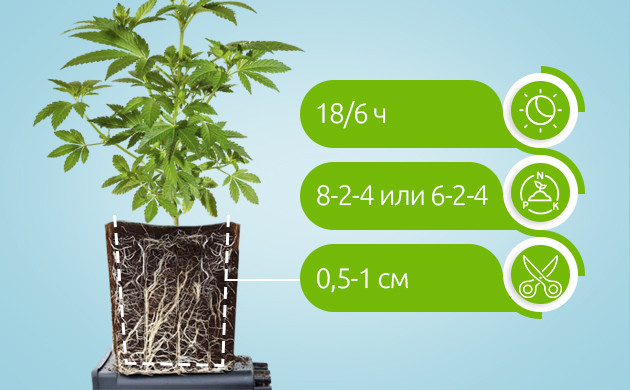 Условия содержания материнского куста Режим освещения, дозировка удобрений и обрезка корней