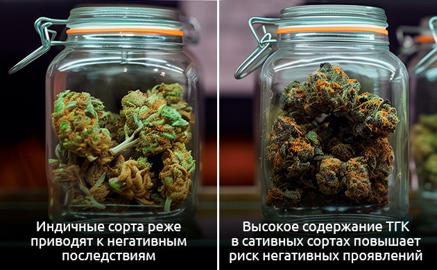 Индика против Сативы: влияние сортов на головную боль Выбор сорта каннабиса: как избежать побочных эффектов