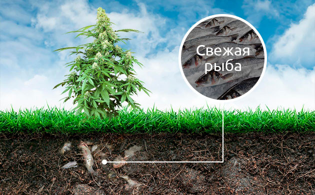 Подкормка конопли свежей рыбой Свежая рыба при нехватке кальция в конопле