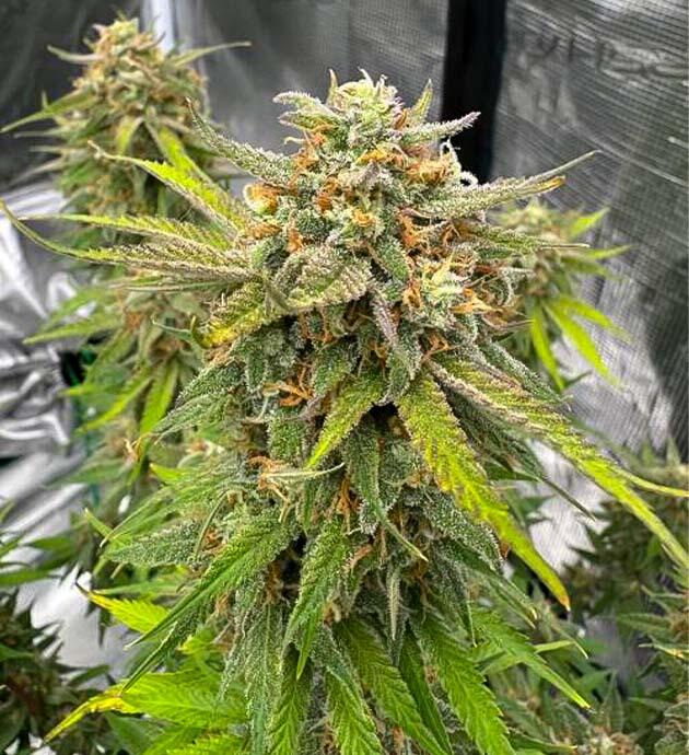 Завершение цикла выращивания Шишка сорта конопли Cherry Cola Auto RF3