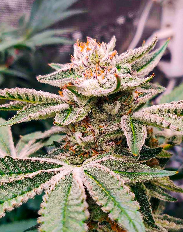 Гроурепорт сорта конопли Biscotti Mintz