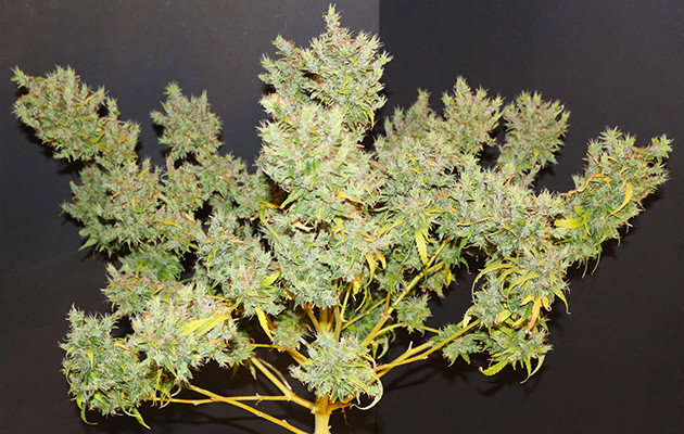 Харвест второго куста конопли Лисьи хвосты на шишках