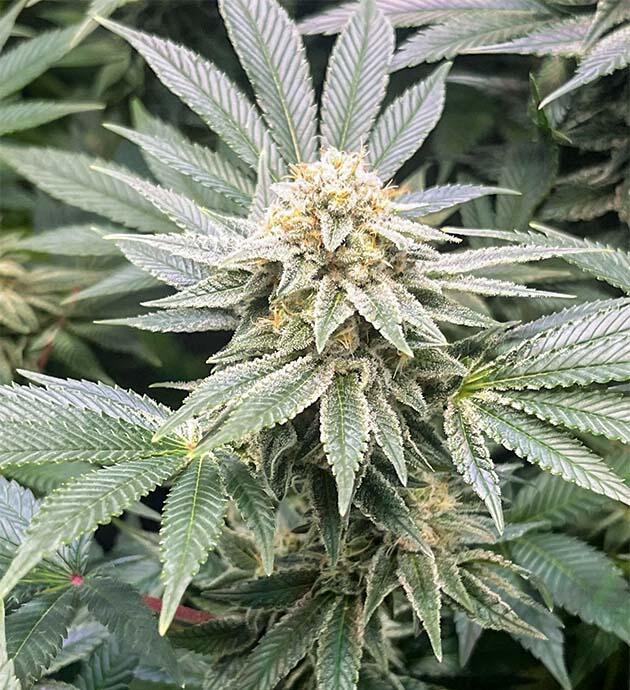 Шишка сорта конопли Kush Mintz
