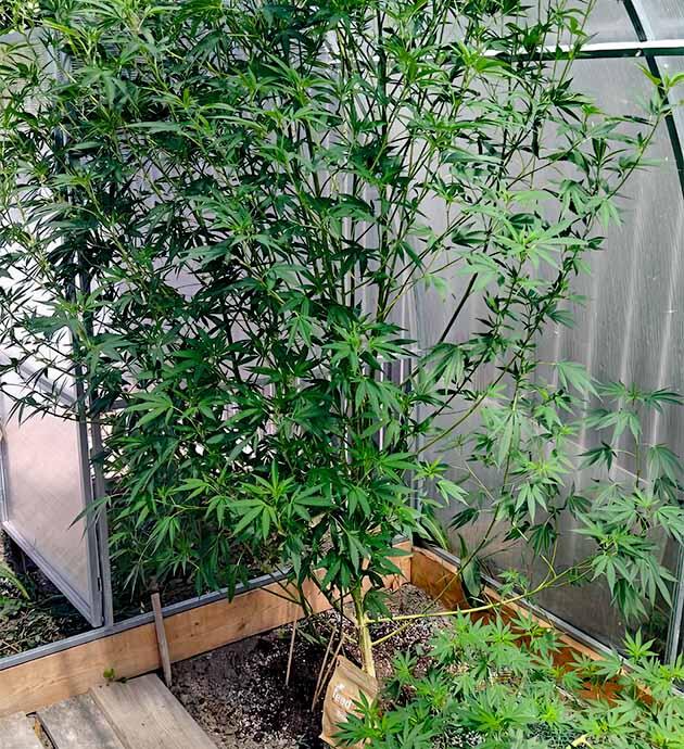 Каннабис готовится к световому циклу 12/12