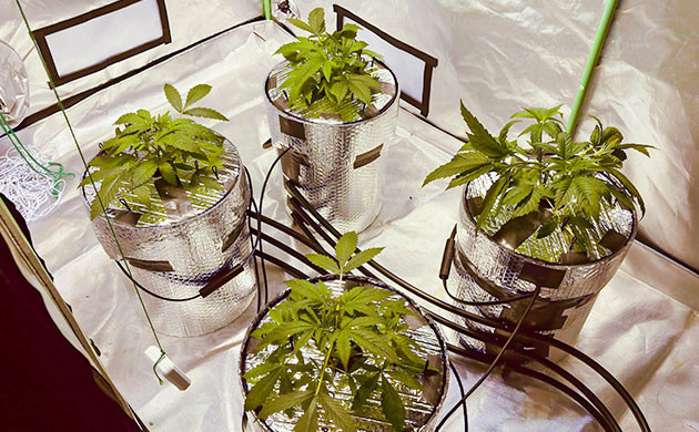 Кусты на 4 неделе выращивания